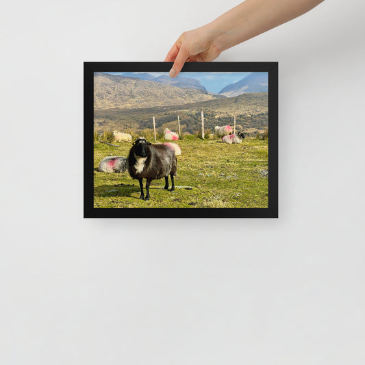 "Black Sheep" 11x14 Framed Print