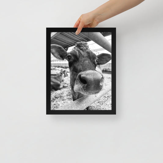 "Henri's Cow" 11x14 Framed Print